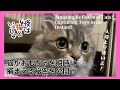 『夜は猫といっしょ』おもちゃを瞬時に捕まえる秘密を大公開 【キュルガ】【シアン】【マンチカン】【ミヌエット】