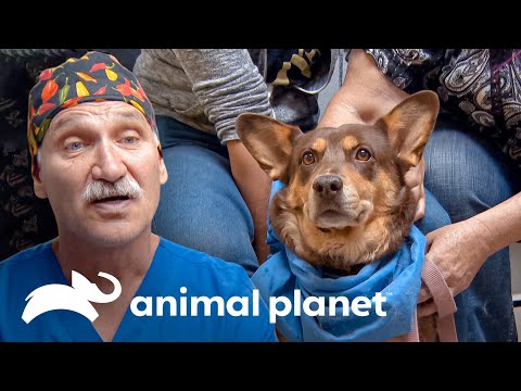 Vídeo: Inchaço Da Glândula Salivar Em Cães