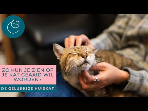 Video: Kun je geaaid worden?