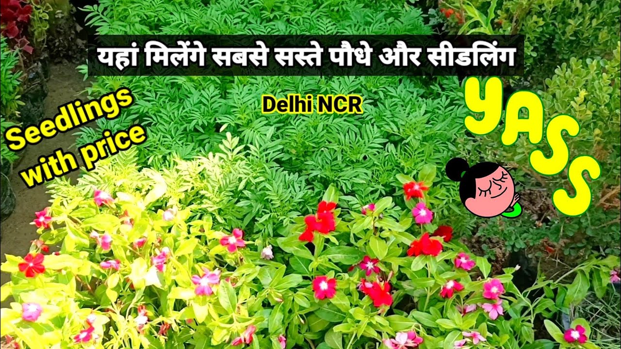 Nursery Visit for seedlings in Vaishali Vasundhara Indirapuram