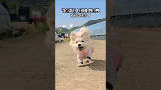 나비 사냥꾼 시골 강아지의 봄