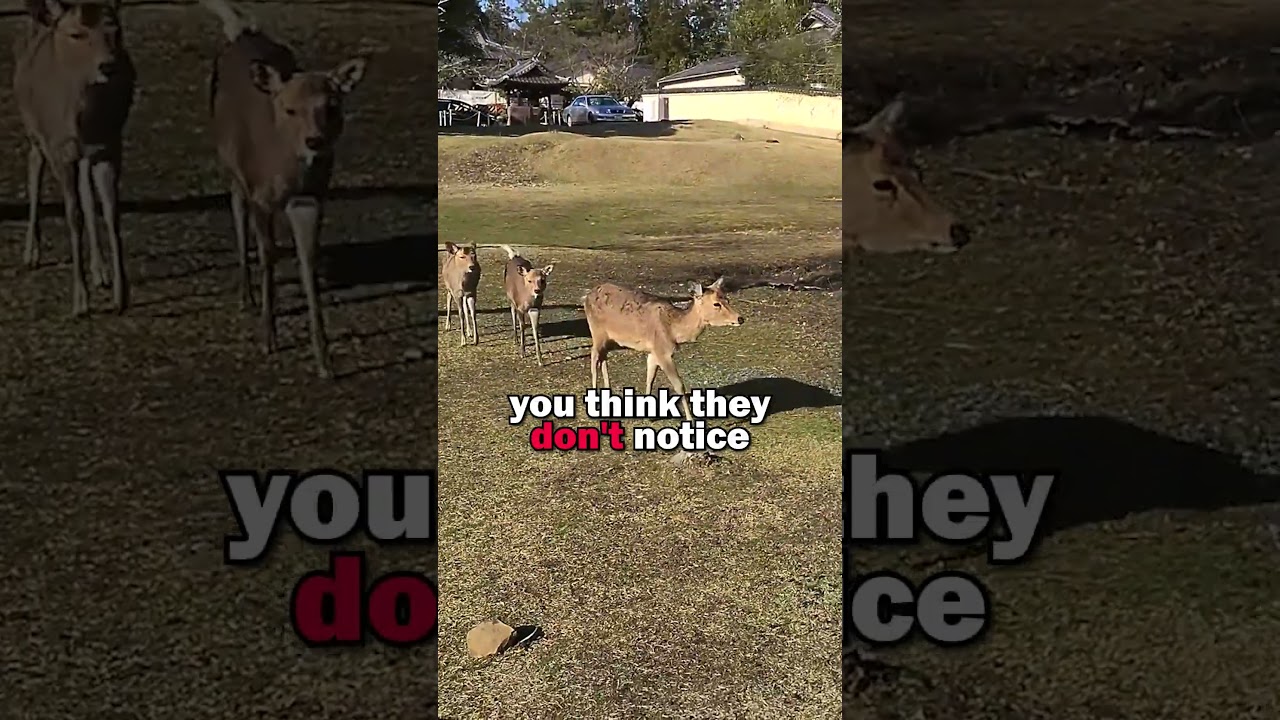 PewDiePie Stalker Fan Incident 👀