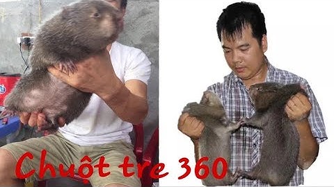 Dúi trung quốc | Dúi mốc đại | Cung cấp dúi giống thuần chủng lớn nhất Việt Nam | Chuột Tre 360