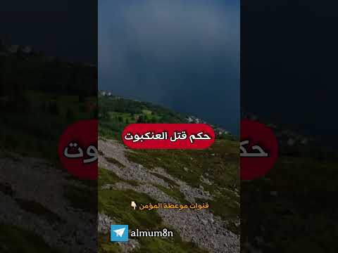 حكم قتل العنكبوت الشيخ ابن عثيمين رحمة الله