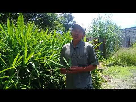 Video: Herba Perubatan Gurun