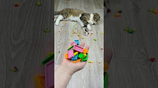 Domino 🌈 Beads Cat Barsik Reverse Video #reversevideo #funny #cat