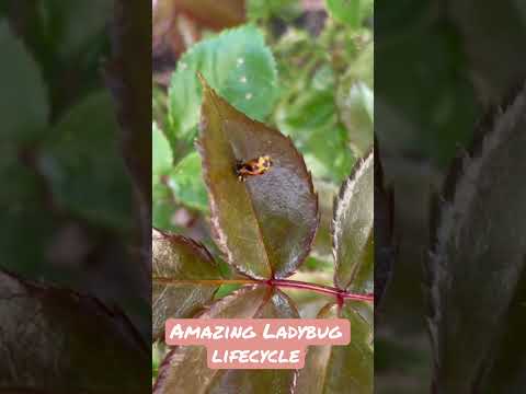 Video: Big Eyed Bugs In Gardens - Information om Big Eyed Bugs livscykel