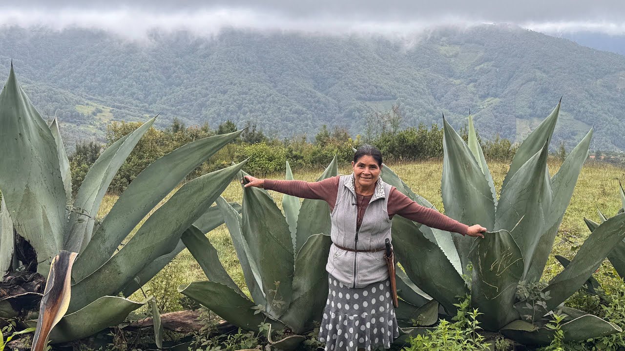 Del maguey nuestras abuelitas obtenían su tapete para sentarse; ahora solo son recuerdos