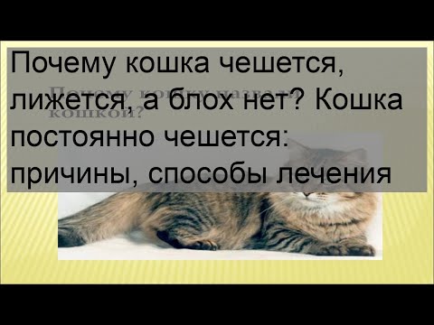 Почему кошка чешется, лижется, а блох нет? Кошка постоянно чешется: причины, способы лечения