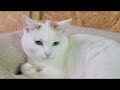 【ルーガが…⁉️😹】Smile to Heart 【譲渡型保護猫カフェ】ねこまる がライブ配信中!