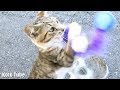 子猫のワルが里親さんにもらわれました!幸せになってね!
