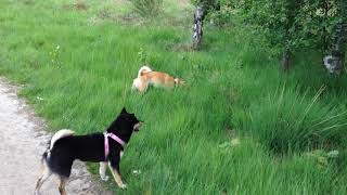 Shiba inu hunting and catching something by Alice 20,120 views 6 years ago 1 minute, 14 seconds