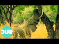 How Elephants Reach The Highest Leaves For Food | Our World