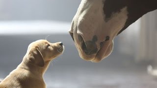 ▶ Budweiser Super Bowl XLVIII Commercial     Puppy Love