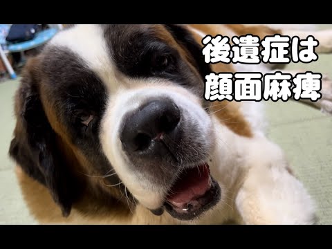 【ご報告】ももちゃん後遺症は顔面麻痺になってしまいましたが、生きています。