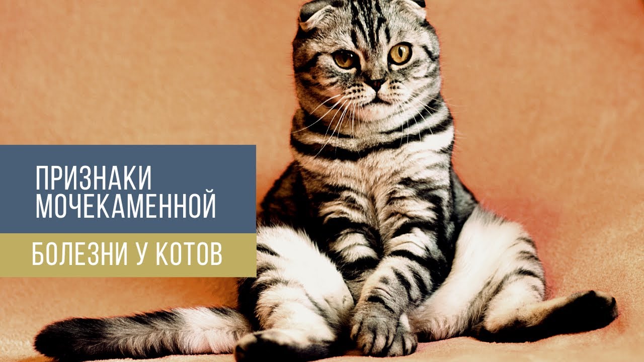Признаки мочекаменной болезни у котов - YouTube