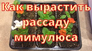 видео: Как вырастить рассаду мимулюса картинка: Как вырастить рассаду мимулюса