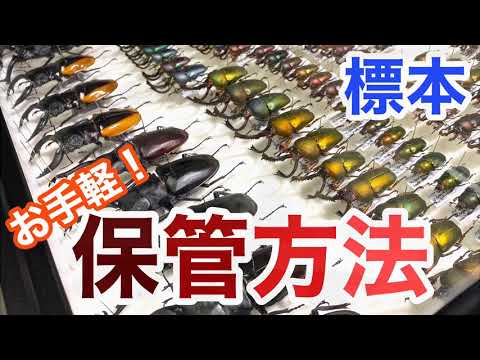 【昆虫標本】300円でできる標本の保管方法 クワガタ カブトムシ