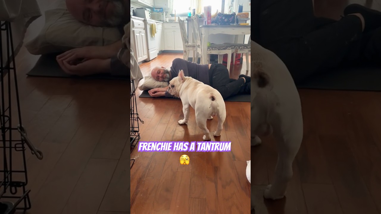 French Bulldog has a tantrum after being told no.. 