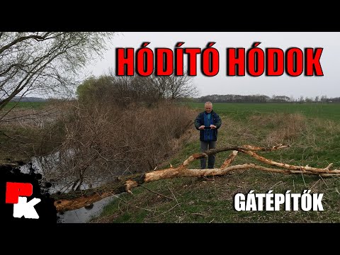 Videó: Miért vágnak ki fákat a hódok?