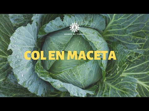 Video: Preparación De Crestas Y Siembra De Col Blanca