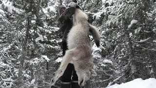 Newfoundland Coyote. The big one that almost got away!