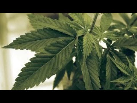 Marijuana shortage in Canada