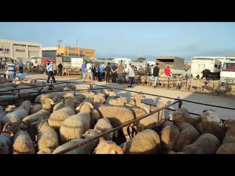 SOK FİYATLAR TORBALI HAYVAN PAZARINDA