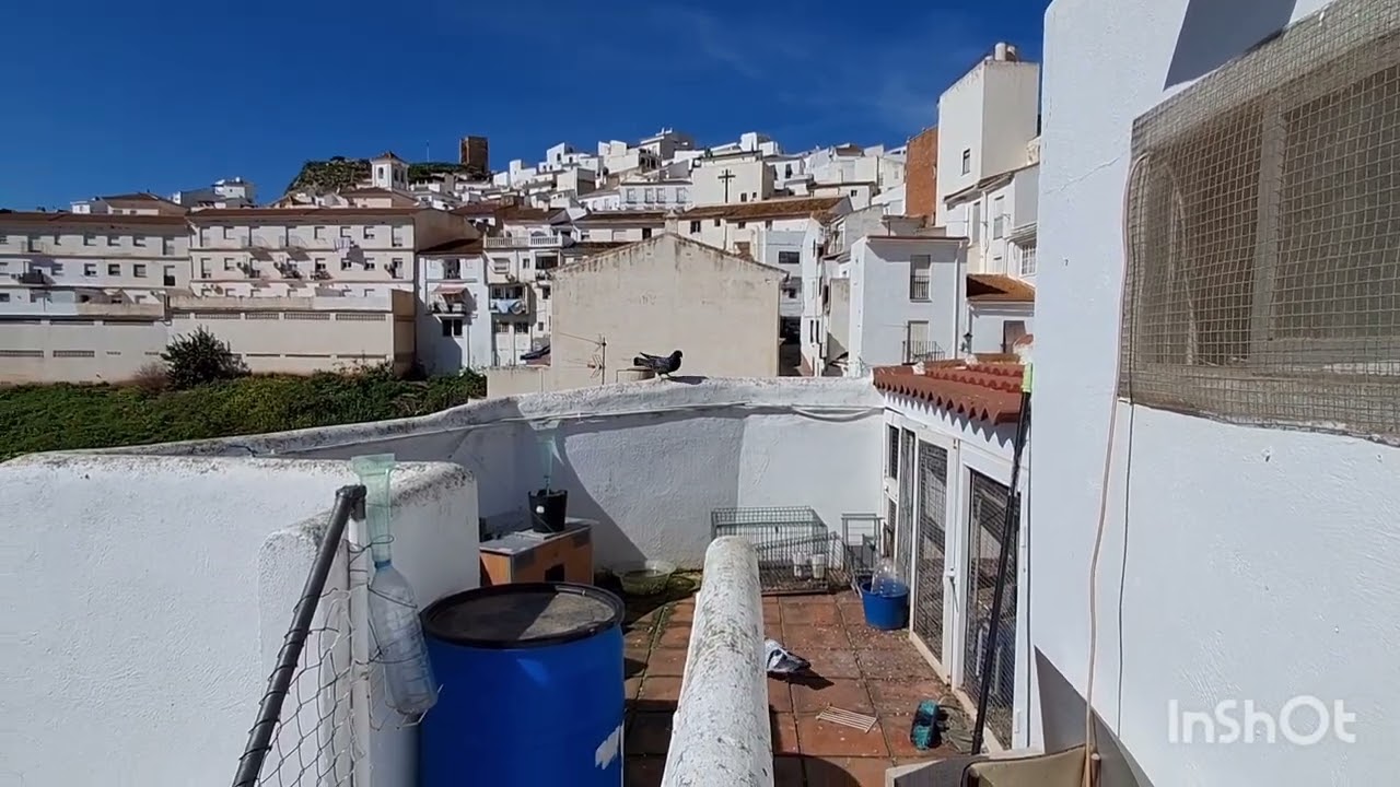 JIENNENSE SIN GUITARRA DE FONDO