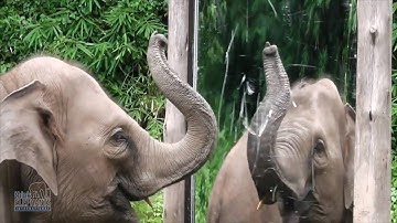 Mirror Self Recognition in Asian Elephants!