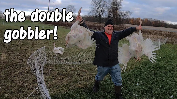 catching turkeys