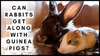 Can Rabbits Get Along With Guinea Pigs?