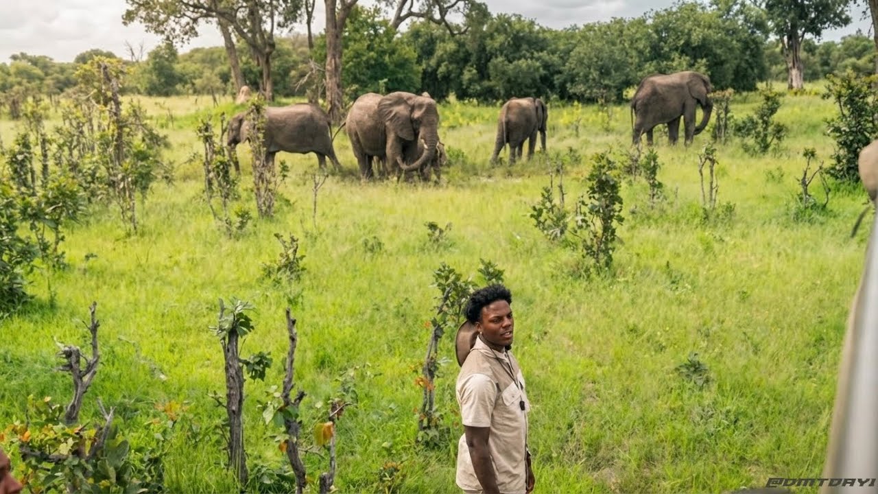 ⁣irl Safari stream in Okavango Delta🐘🦒🦁(Botswana)