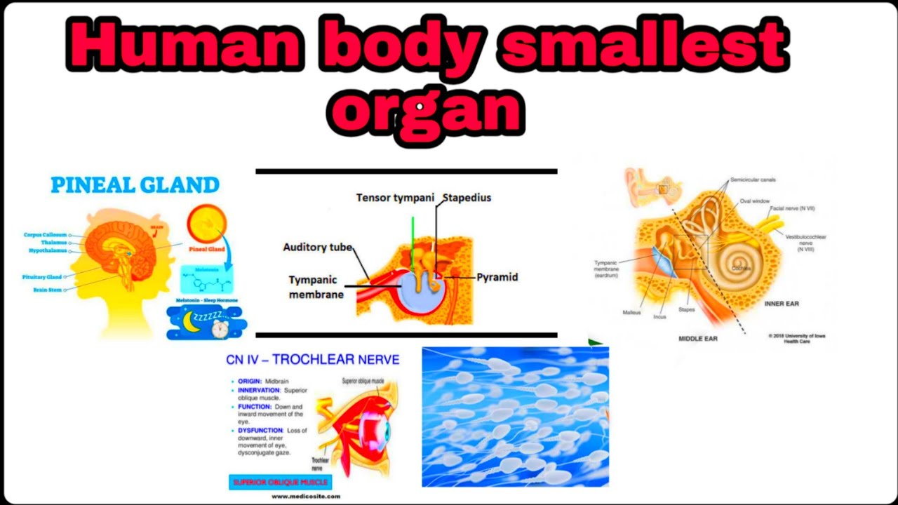 Human body smallest organ || मानव शरीर का सबसे छोटा अंग - YouTube