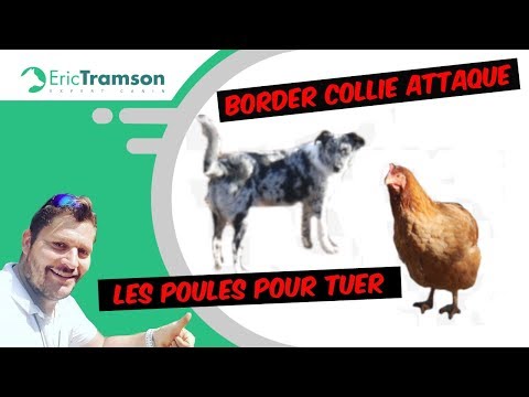 Mon Chien Attaque Les Poules Youtube