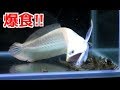 魚 飼育 おすすめ 240747-初心者 魚 飼育 おすすめ