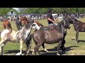 Bien Argentino - Tropillas entabladas en Bell Ville