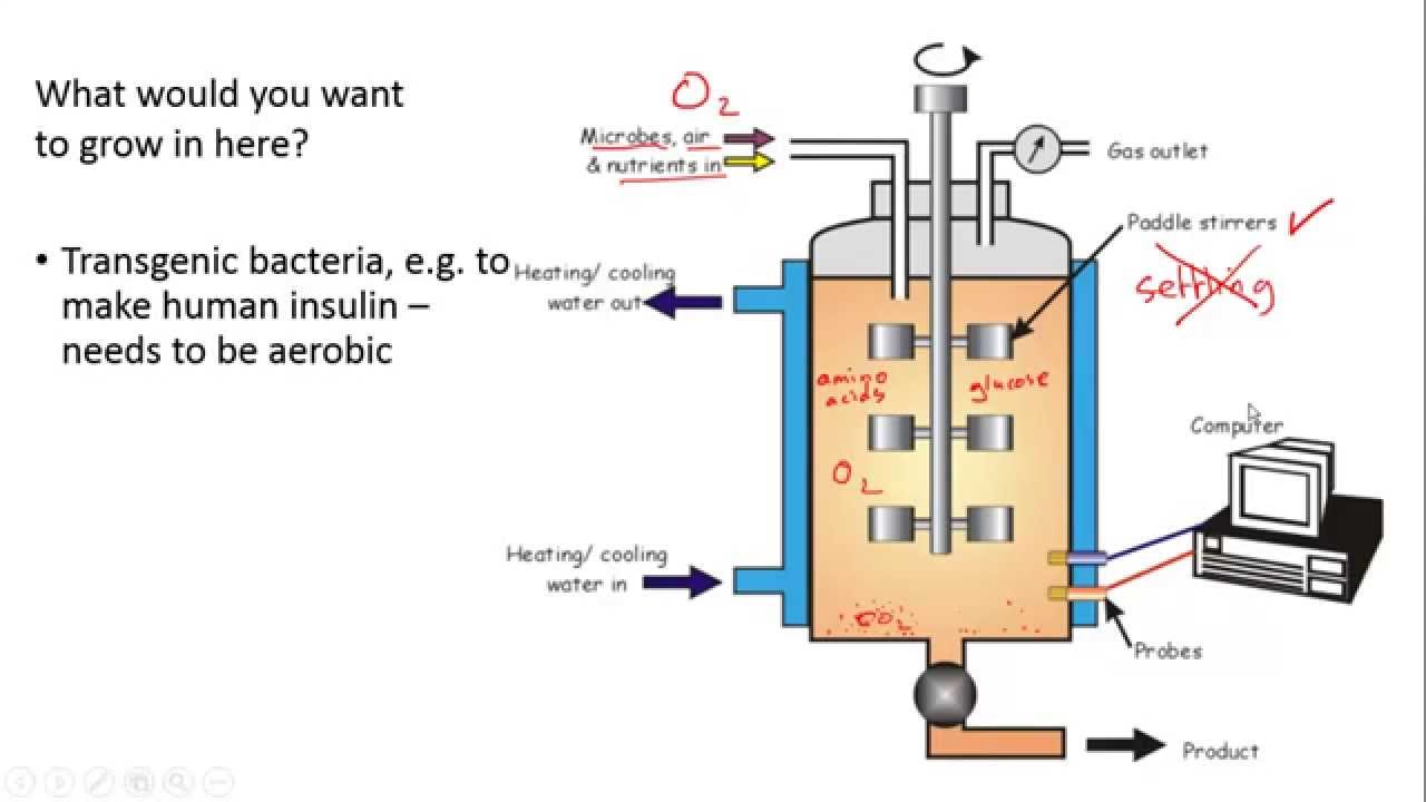 Fermenters and Yoghurt Making for IGCSE Biology - MaxresDefault