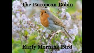 The Early Morning Singer - European Robin (Erithacus rubecula)