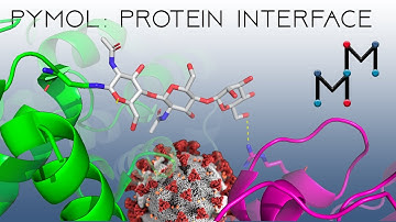 PyMOL Tutorial: Modeling the SARS-CoV-2 RBD Interactions with ACE (COVID-19 Coronavirus Proteins)