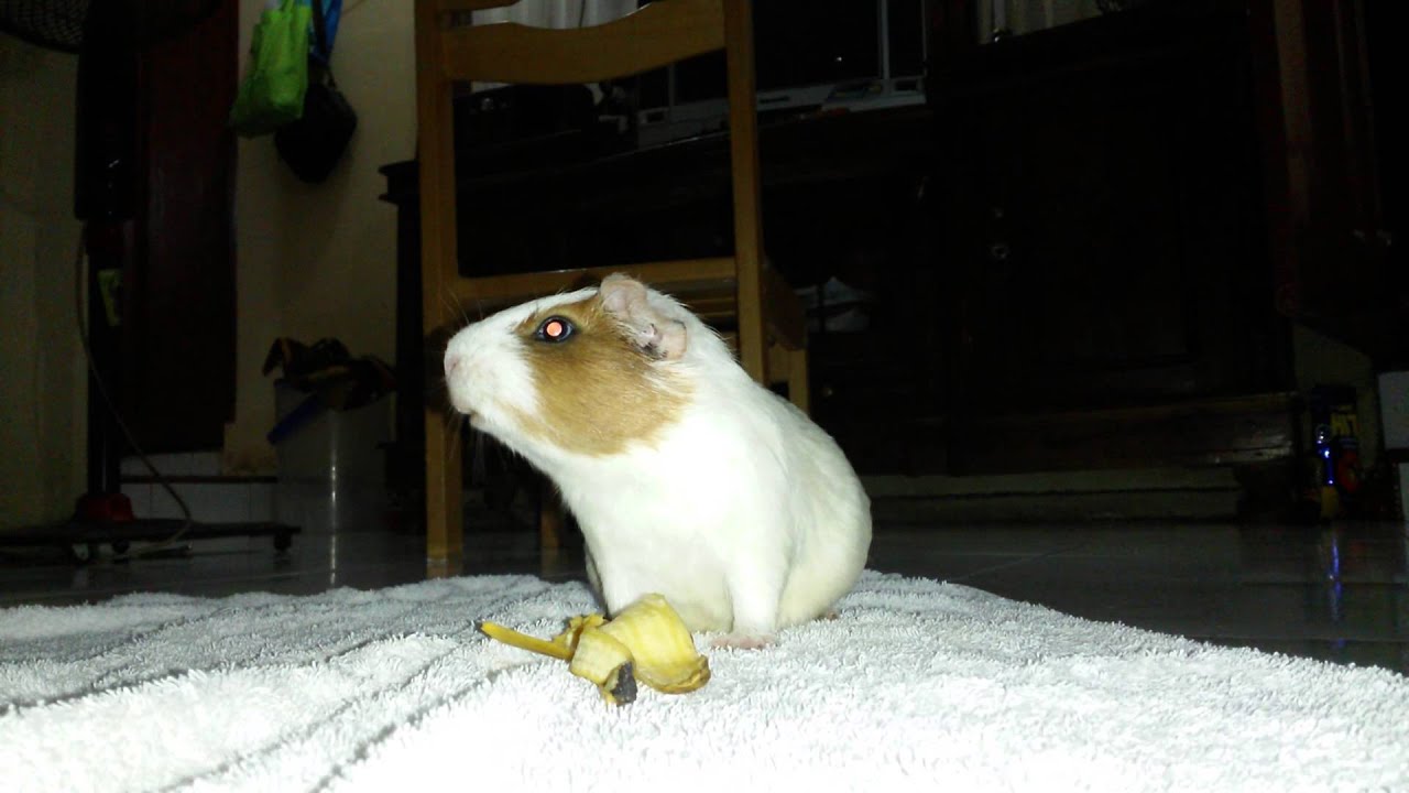My guinea pig eating banana peel D YouTube