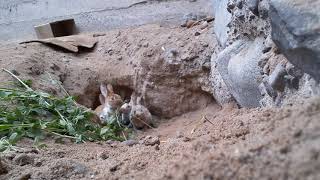 CONEJITOS SALEN DE SU MADRIGUERA 🐇😍