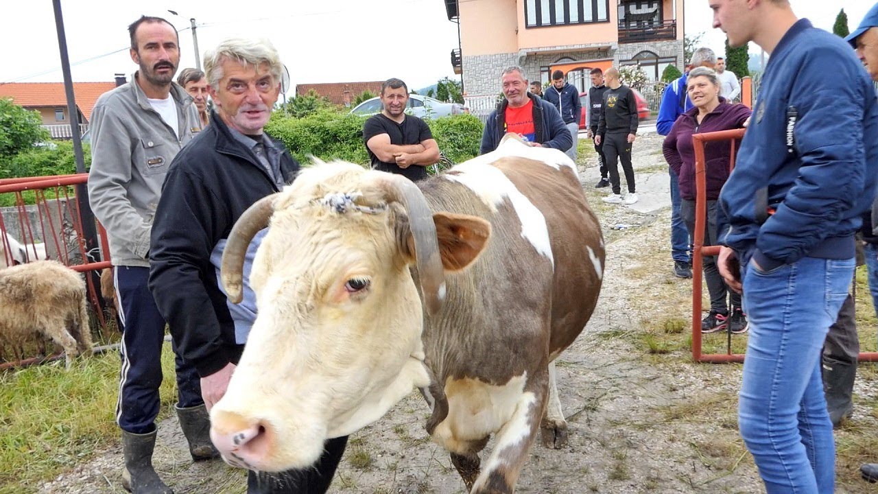 Na derneku u Bugojnu na prodaju i jarac koji se jaše