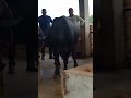 डेरी फार्म कैसे शुरु करे #viral #cow #dairyherd #dairyfarming #farming #murraha #shortvideo