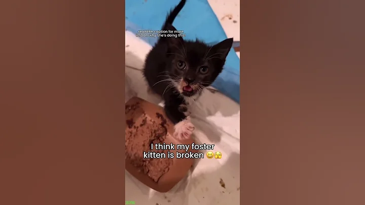 Video 9736821: fight sounds cat funny, cats vs cucumbers funny, cat fighting sound dog