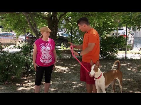 Video: Roztomilé rozhovory Keller, Double Merle