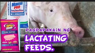 Feeding Lactating Feeds Kailan Umpisahan?