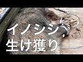【生け獲り】イノシシ くくり罠 捕獲 生け捕り