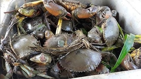 Hành trình săn bắt cua biển rừng cần giờ ! Vô mánh kiếm tiền triệu nghề bắt cua