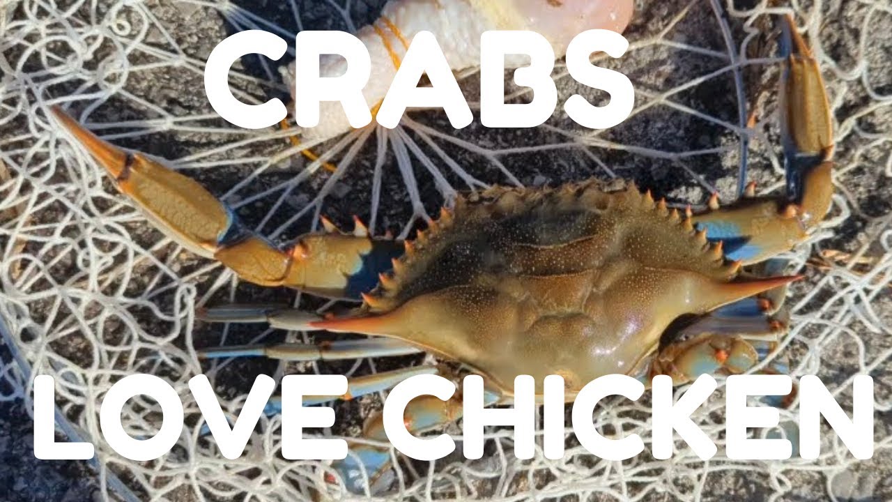 Easiest Way To Catch Blue Crabs YouTube